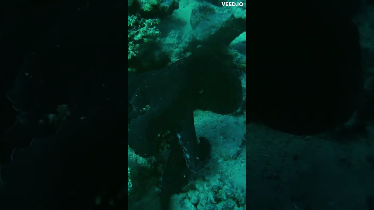 He's Hungry and It's Time for Dinner - What Has This Octopus Found...?