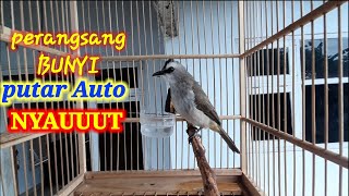 Suara Trucukan Ini Di Jamin Bikin Trucukan Gacor Seketika 