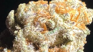 Slurricane strain review
