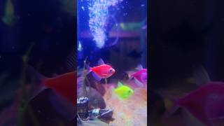 🐠 Peaceful Aquarium Vibes for Instant Relaxation 🌿 #shorts #fish #fishtank #aquarium #youtubeshorts
