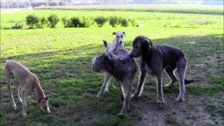 Indian Summer The Doggy Way