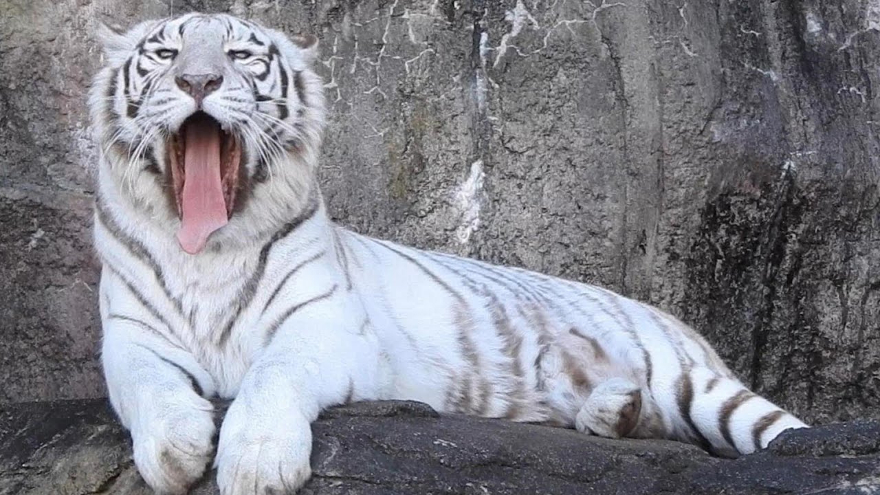 美人で仕草が可愛すぎるホワイトタイガーのソソノ♩とべ動物園 - YouTube