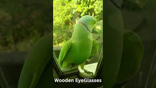 Almost All Parrots Nest In Tree Hollows | Episode – 03