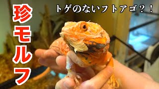 世にも珍しいフトアゴのモルフを飼育する４歳を突撃しました