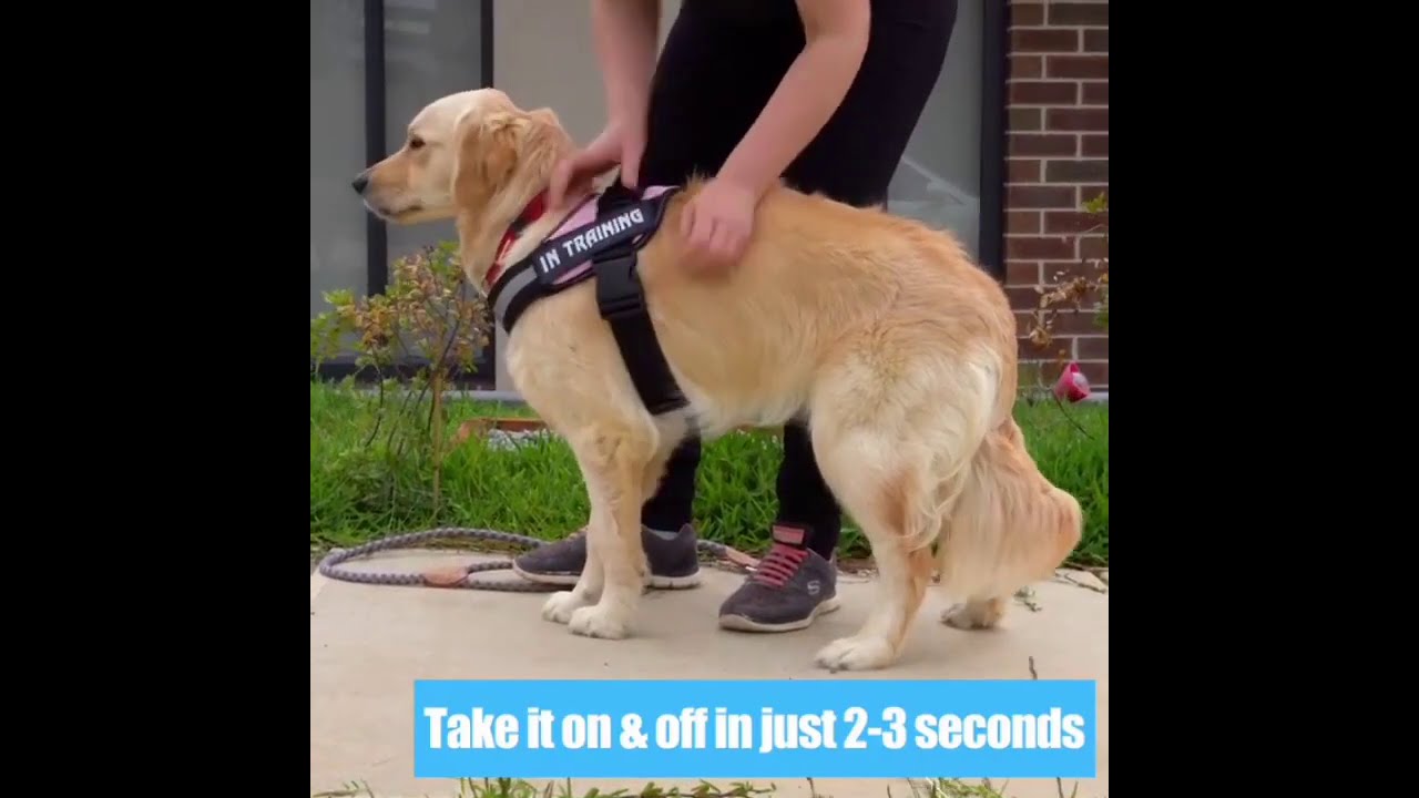 Customized Dog Harness