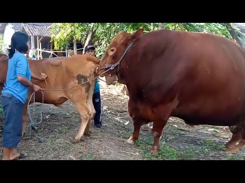Vídeo: En Arizona, Un Granjero Encontró Muertos A Una Vaca Y Un Toro Con Los Genitales Extirpados Y La Sangre Drenada - Vista Alternativa