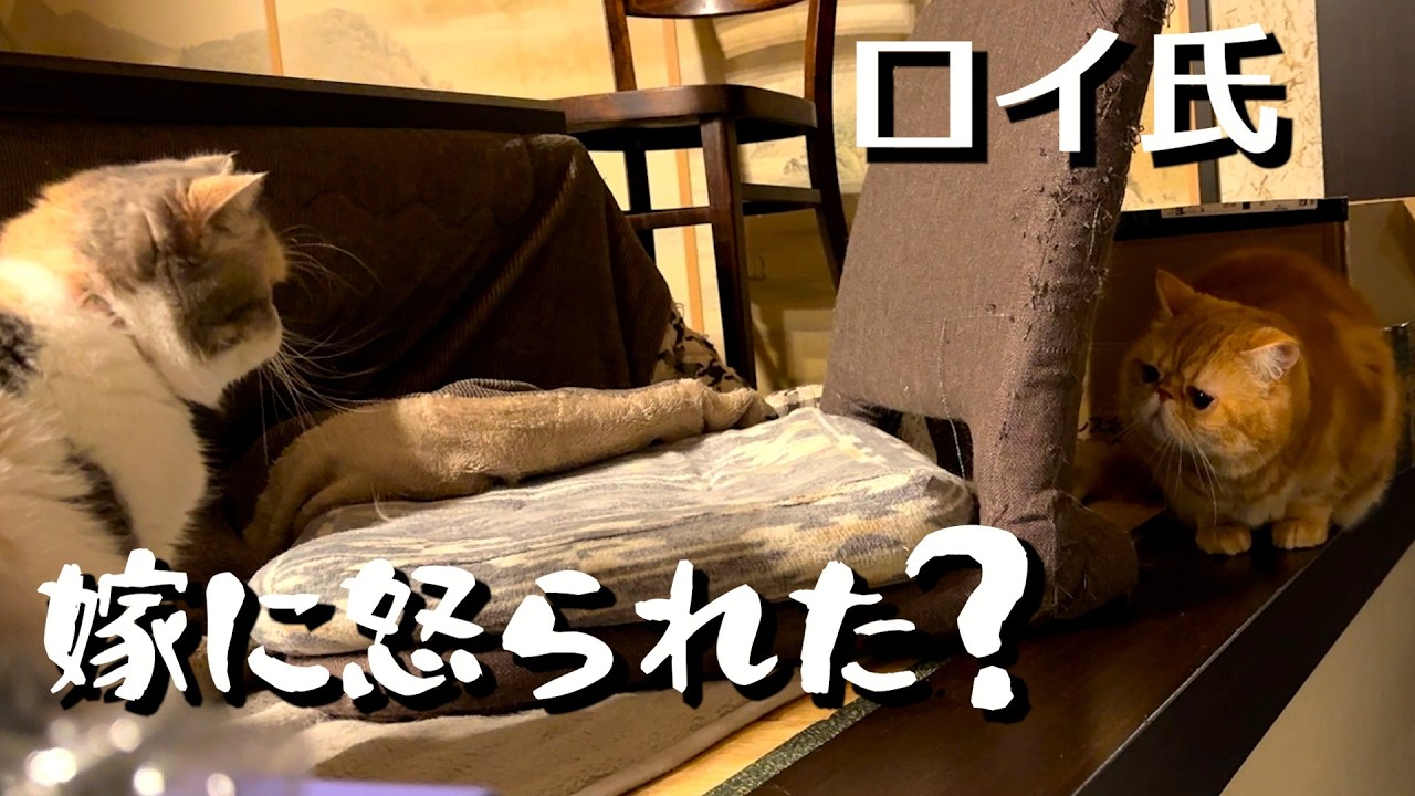 ねこ「娘をいじめた父猫、母猫にガチ説教される」