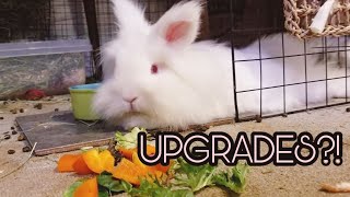 Quick Tour of the Rabbit and Guinea Pig Enclosures! | UPDATED | by K.B's World of Pets 2,383 views 3 years ago 7 minutes, 49 seconds