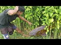 Amazing Hand Fishing Video  Crazy Boy Catching Catfish in village muddy field