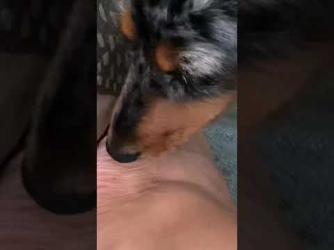 ASMR licking
