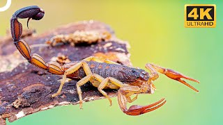 A Single Sting Of This Scorpion Could Cause Heart Failure! 🦂 | 4K Animal Documentary