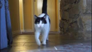 Cat walking toward camera in slow motion