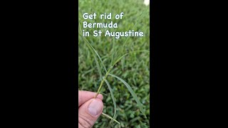How To Get Rid of Bermuda Grass in St Augustine #shorts