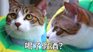 突然發現小貓皮膚紅得發紫，偷喝了假酒？｜李喜猫