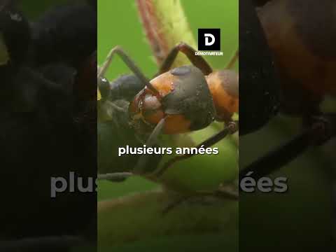 Une nouvelle espèce