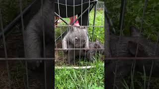 The Great Escape: Wombat Edition. #wombatwednesday