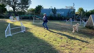 USDAA - Agility (B) - Event #109918 - Module 2 of 2 / 34.51sec