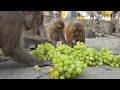 feeding 25 pounds Grapes to the hungry monkey
