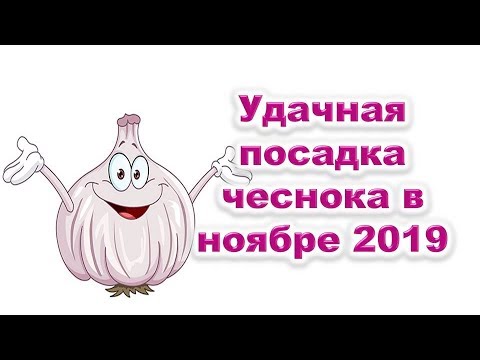 Удачная посадка озимых чеснока и лука в ноябре 2019 года. Благоприятные дни для посадки чеснока