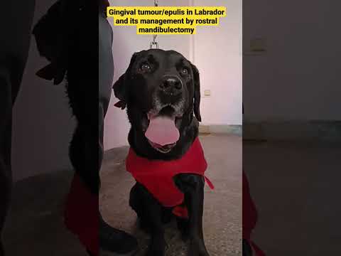 Video: Hiperplasia epidérmica canina