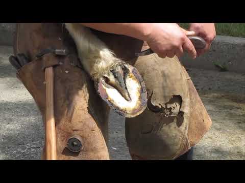 Video: Jesti Neprehrambene Proizvode Kod Konja