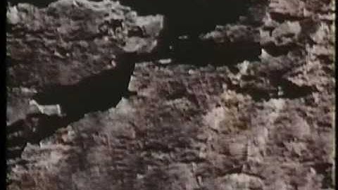 Do lemmings really commit suicide?