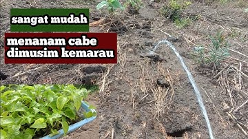 CARA MUDAH MENANAM CABE DI MUSIM KEMARAU//WPPERTANIAN
