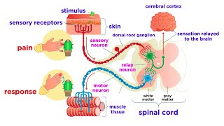 The Peripheral Nervous System: Nerves and Sensory Organs