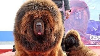 2 million $  DOG - TIBETAN MASTIFF - The original Tibetan Mastiff and USA / EU / Chinese by Detective Dog 3,804 views 2 years ago 3 minutes, 1 second