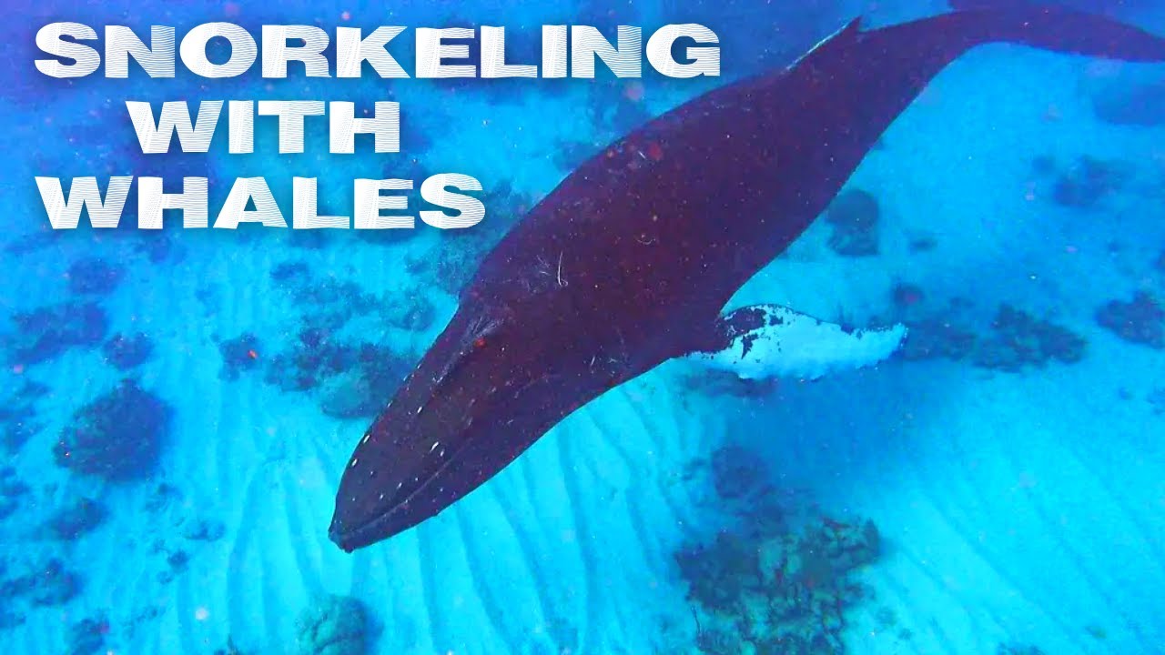 Snorkeling With Humpback Whales in Turks & Caicos, Salt Cay.