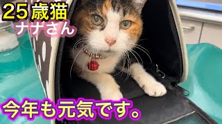 25歳猫のナナさんの今、鍼灸治療で今年もうっとりしてました。