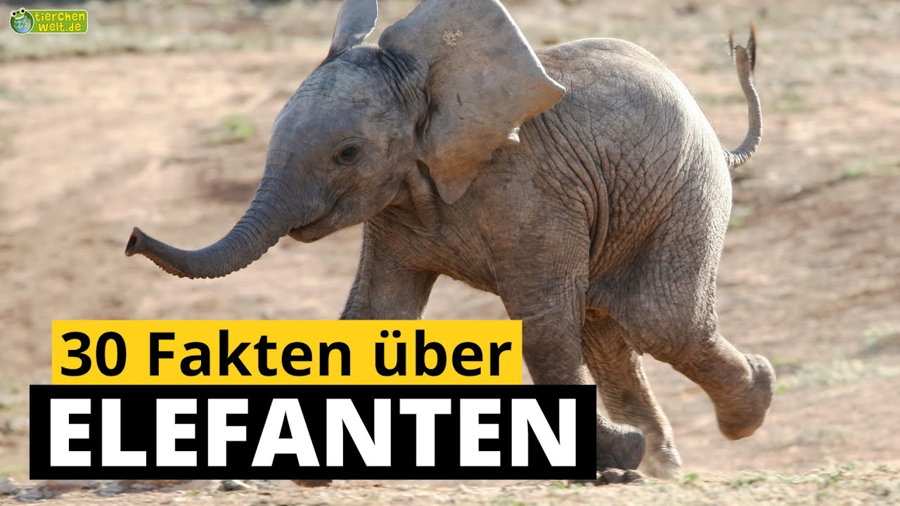 30 Steckbrief Fakten Uber Elefanten Doku Wissen Fur Kinder Youtube