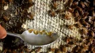 Fresh Honeycomb 