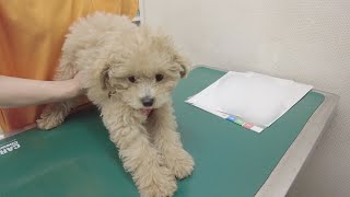 トイプードルの子犬が初めての動物病院で予想外すぎる反応をしました...w