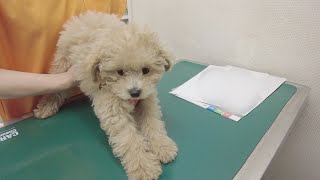 A poodle puppy had an unexpected reaction to her first visit to the vet!