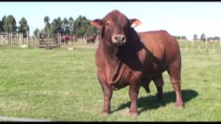 CIALE Alta Toro Russo - Brangus Colorado