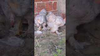 Minhas Galinhas Brahmas E Brahma Polaca As Gigantes Mais Lindas Do Meu Criatório