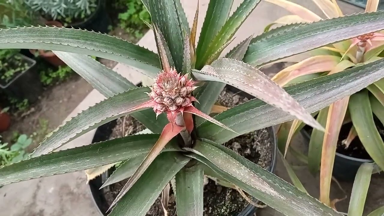 Ананас, как добиться его цветентя