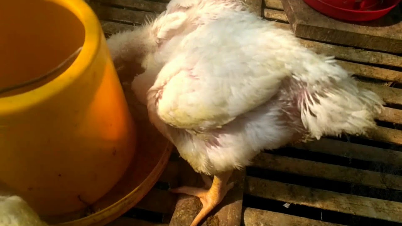 Ternak Ayam Broiler Rumahan - Hari Ke-25 