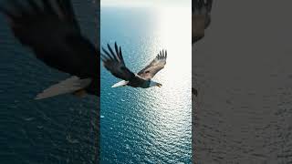Flying Beast