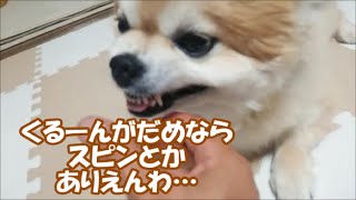 すぐキレるポメラニアン120 くるーんがダメならスピンでどや! byお父さん!!