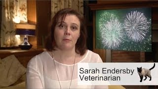 Why Does My Cat Not Like Loud Noises - Fireworks & Parties