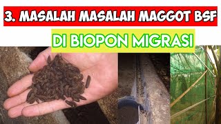 3. Masalah Masalah Maggot Bsf Di Biopon Migrasi