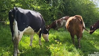 Ruby red calf no6  riggit galloway cattle 