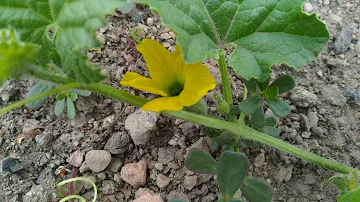 Comment sont les fleurs de melon ?