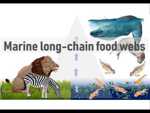 Marine long-chain food webs