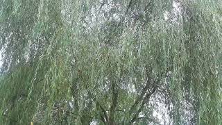 Nature Lesson   The Weeping Willow Tree