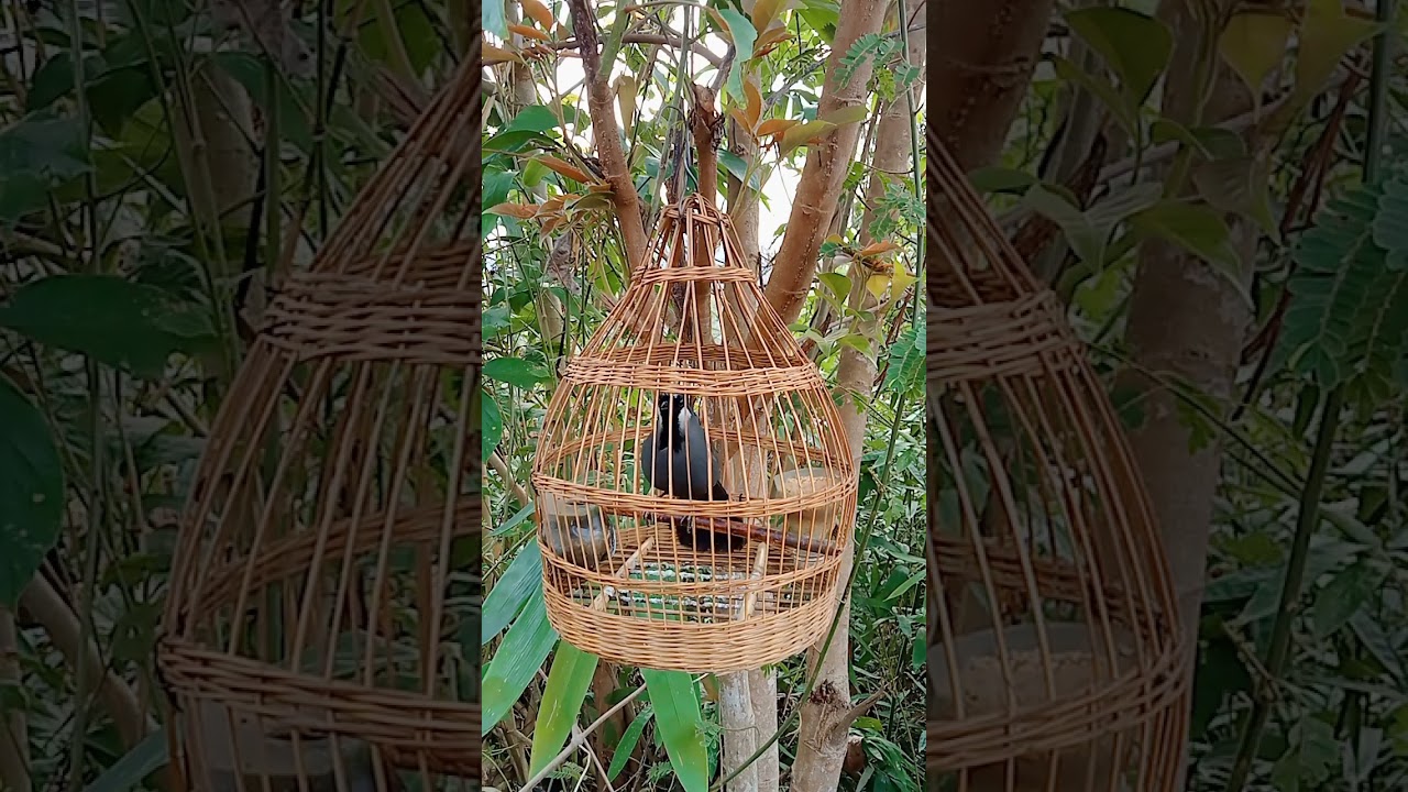 นกร้อง🥰sab hwj quaj zoo🥰ฝากติดตามด้วย.