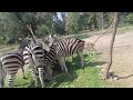 #Zoo view #cuteZebra #viral #nature #cute 