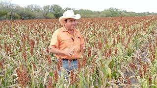 Cosecha del cultivo Sorgo-Grano